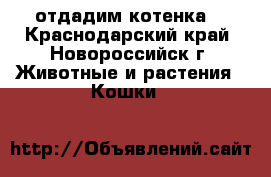 отдадим котенка. - Краснодарский край, Новороссийск г. Животные и растения » Кошки   